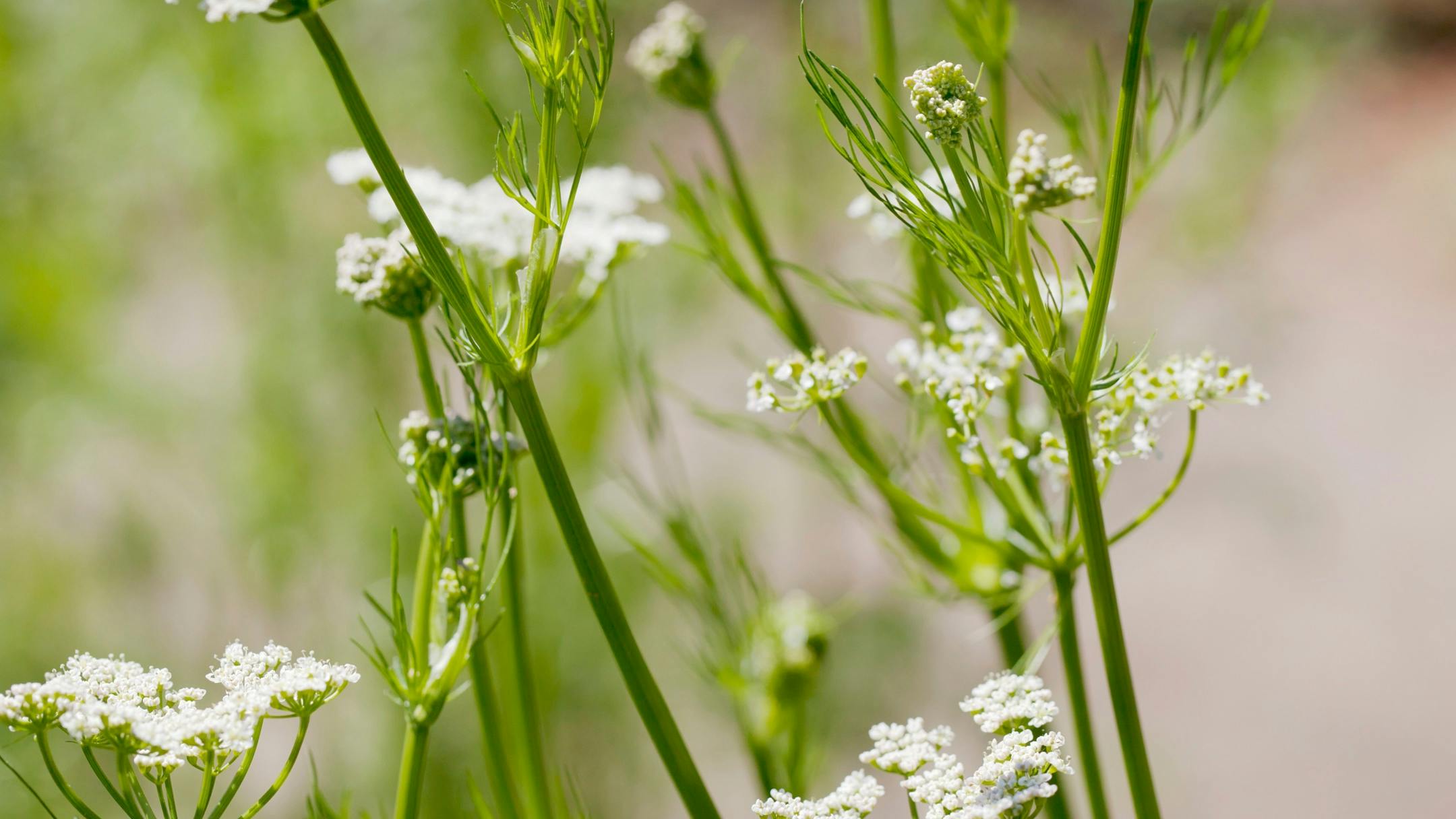 Kümmelblüte in der Natur