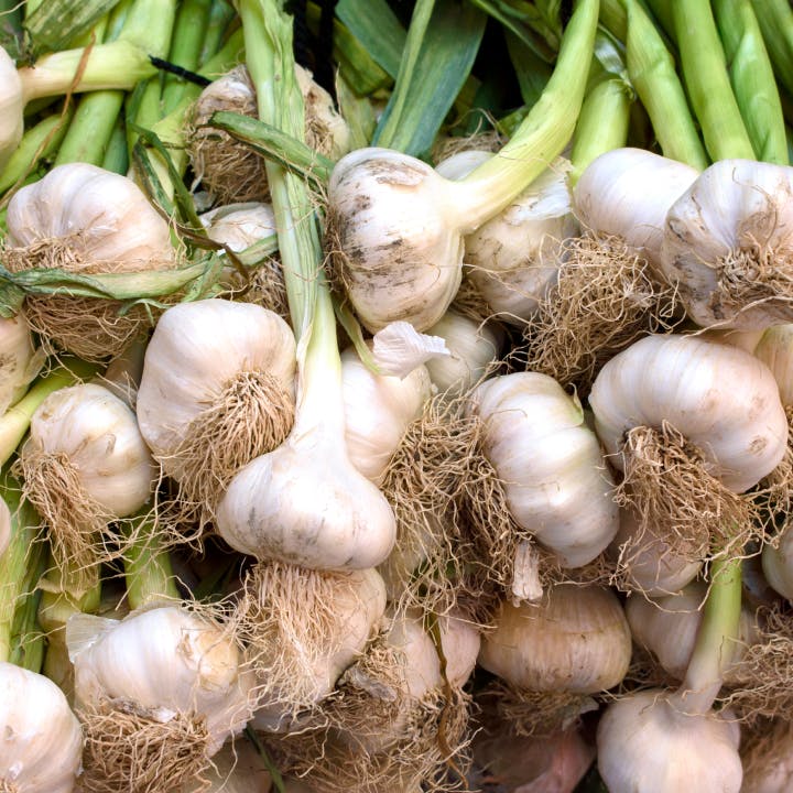 Blog Intensiv Knoblauch