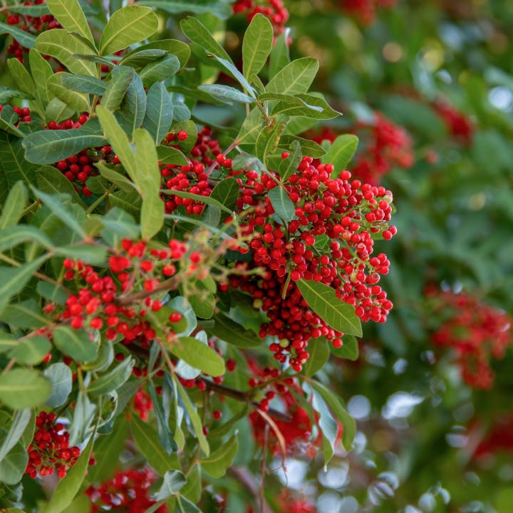 Blog Pfeffer Rosabeeren